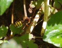 Nomada flava