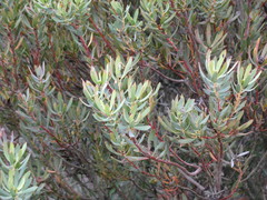 Leucadendron foedum