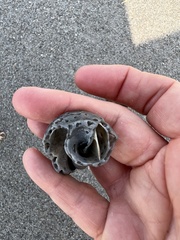 Sinistrofulgur sinistrum