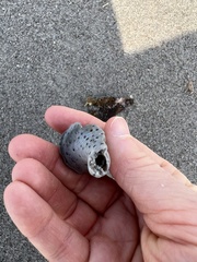 Sinistrofulgur sinistrum