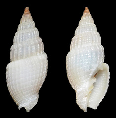 Vexillum amandum