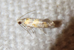 Promalactis lobatifera