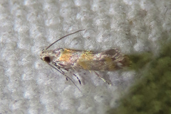 Promalactis lobatifera