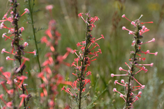 Ipomopsis aggregata collina