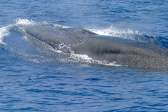 Rice's Whale photo 2