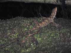 Anolis serranoi