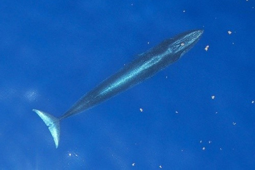 Rice's Whale (Balaenoptera ricei) — Critically Endangered Mammalia