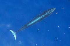 Rice's Whale photo 1