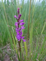 Anacamptis palustris