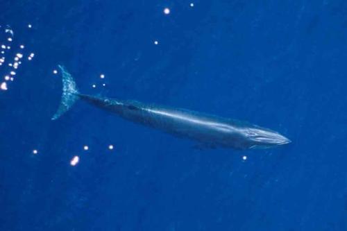 ライスクジラ
