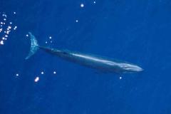 Rice's Whale photo 3