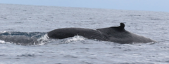 Rice's Whale photo 4