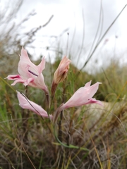 Gladiolus nigromontanus