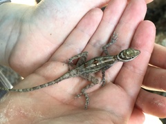 Anolis lucius