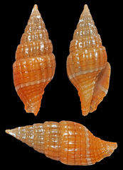 Vexillum aureolineatum