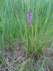 Anacamptis palustris