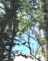 Pteroglossus torquatus