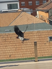 Corvus cornix
