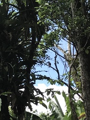 Pteroglossus torquatus