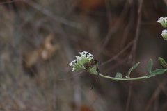 Tournefortia hartwegiana