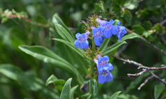 Penstemon glaber alpinus