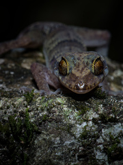 Cyrtodactylus soudthichaki