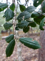Ilex opaca image