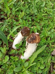 Phallus atrovolvatus
