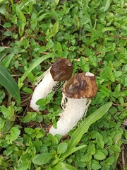 Phallus atrovolvatus