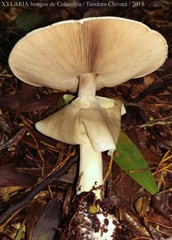 Agaricus endoxanthus