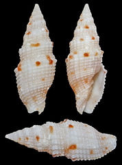 Vexillum corbicula