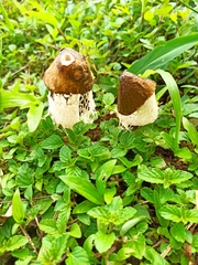 Phallus atrovolvatus