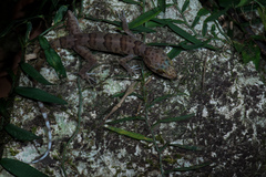 Cyrtodactylus soudthichaki