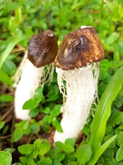 Phallus atrovolvatus
