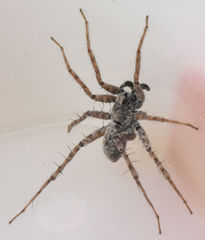 Pardosa sura