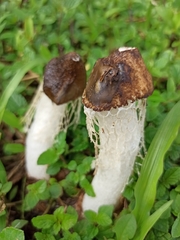 Phallus atrovolvatus