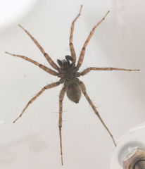 Pardosa sura