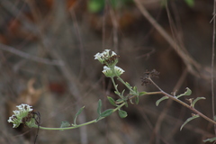 Tournefortia hartwegiana