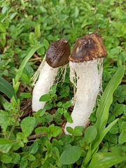 Phallus atrovolvatus
