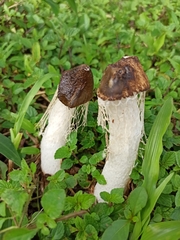 Phallus atrovolvatus