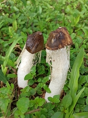 Phallus atrovolvatus