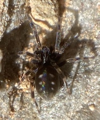 Nurscia albomaculata