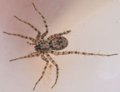Pardosa sura