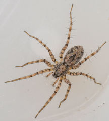 Pardosa sura