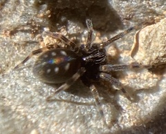 Nurscia albomaculata
