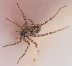 Pardosa sura