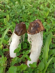 Phallus atrovolvatus