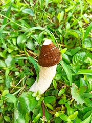 Phallus atrovolvatus