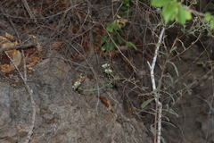 Tournefortia hartwegiana