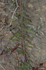 Tournefortia hartwegiana